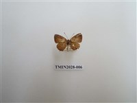 藏品(黑星灰蝶)的圖片